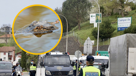 Čez mejo ilegalno s štirimi nevarnimi živalmi? Ustavili so ju in skoraj onemeli