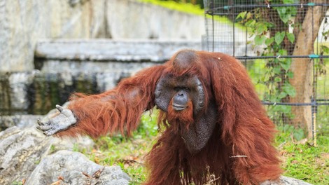 Šokanten posnetek: orangutan v živalskem vrtu zagrabil obiskovalca