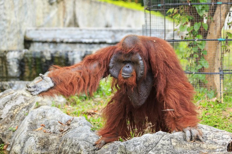 Šokanten posnetek: orangutan v živalskem vrtu zagrabil obiskovalca (foto: Profimedia)