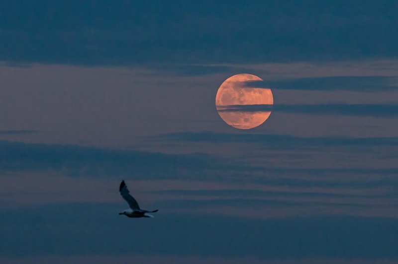 Kaj nam prinaša današnja močna super POLNA LUNA? (foto: Profimedia)