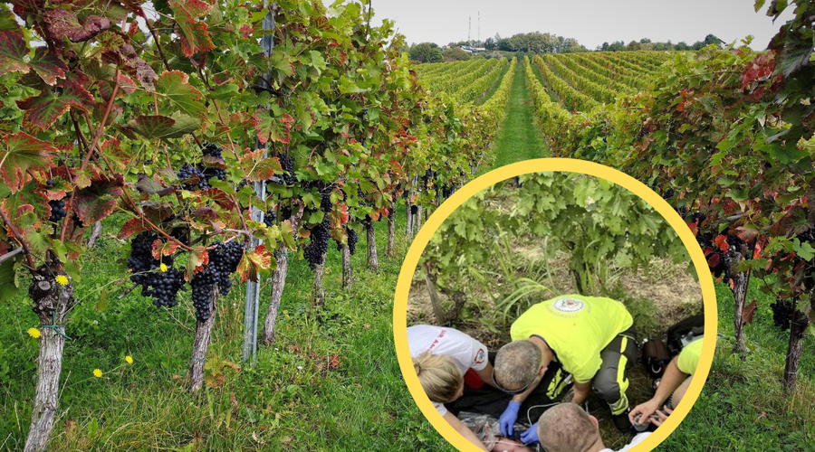 Pri sosedih v popolnem šoku: Hrvatica zapustila novorojenčka v vinogradu na Madžarskem (foto: Bobo/startnews.hr/fotomontaža)