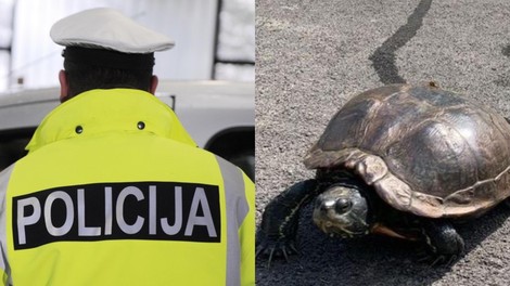 Slovenski policisti navdušili s fotografijo želve