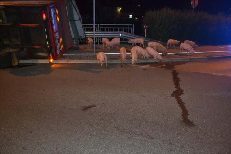 Policisti sredi Celja lovili pobegle prašiče (foto: PU Celje)