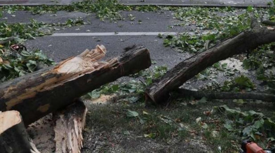 Neurja: klestila toča, veter podiral drevesa; kaj se je zgodilo z osebo, na katero je padlo drevo? (foto: Twitter/Reporter)