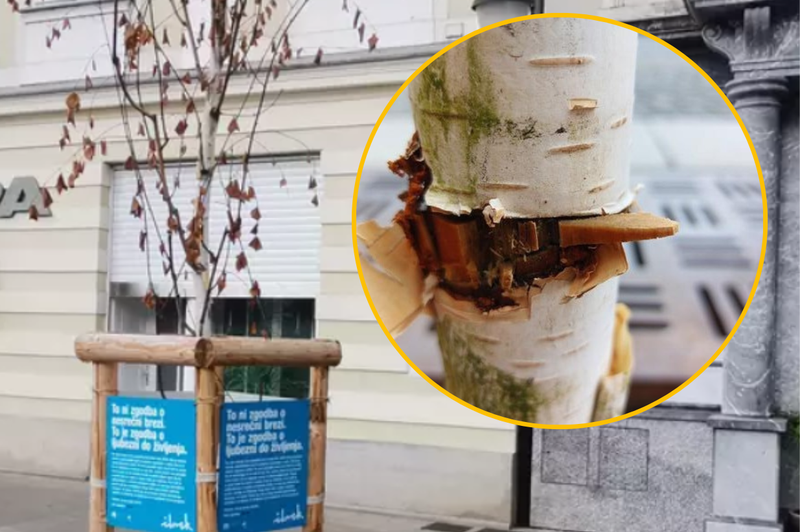 Nespoštljivi vandali! V prestolnici že osemkrat poškodovali brezo (foto: Mestna občina Ljubljana/fotomontaža)