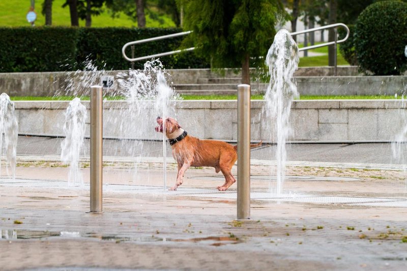 Nevarnost toplotnega udara pri kužkih vse pogostejša: veste, kako ga zaščititi? (foto: Profimedia)