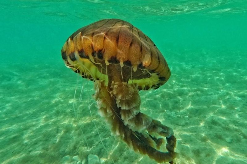 Od kod preži nevarnost? Poglejte zemljevid, na kateri obali je največ meduz (foto: Twitter/ IRB Center for Marine Research_Rovinj Croatia)