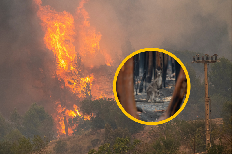 Ognjeni zublji zajeli Evropo: kljub ogromni škodi še daleč od TEH katastrofalnih požarov (foto: Profimedia/fotomontaža)