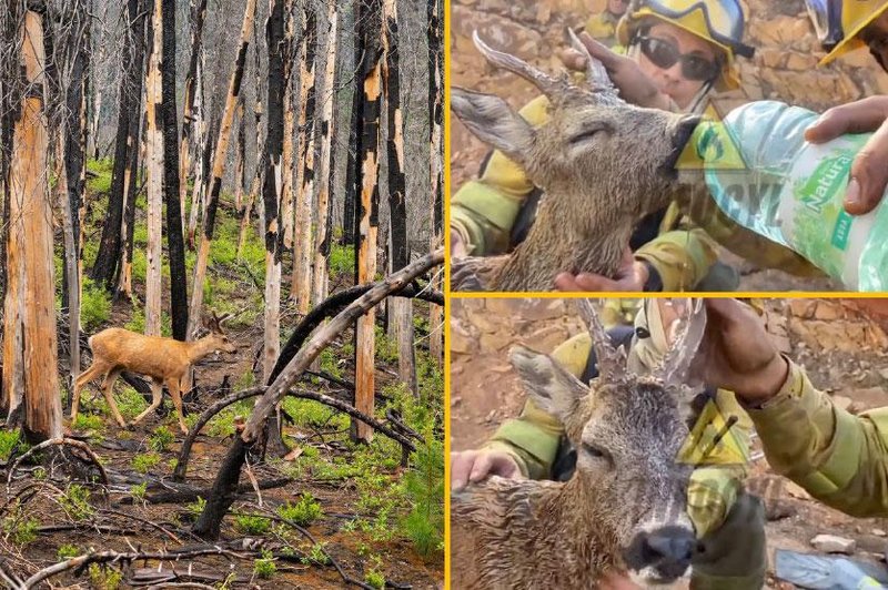 Spregledane 'žrtve' požara na Krasu: izčrpane in dehidrirane živali (foto: Profimedia / Youtube / fotomontaža)