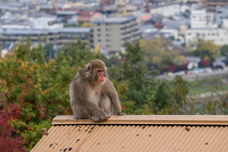 Prestrašeni prebivalci povsem iz sebe, opice v enem mesecu poškodovale že 42 ljudi (foto: Profimedia)