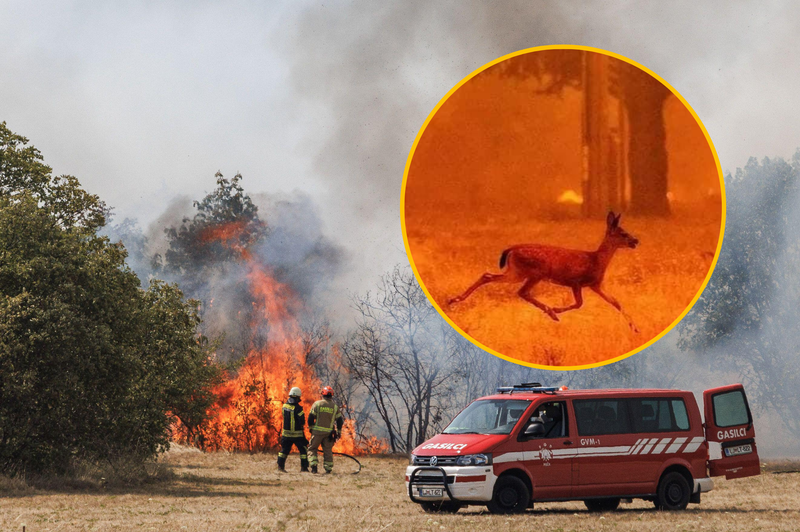 Ganljiv VIDEO: gasilci med požarom pomagali žejni divjadi (foto: Profimedia/Okolje Piran/fotomontaža)