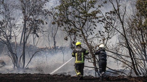 TAKOLE naši gasilci skrbijo za divje živali na Krasu