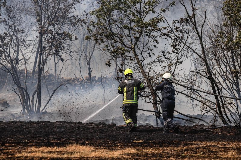 TAKOLE naši gasilci skrbijo za divje živali na Krasu (foto: Profimedia)