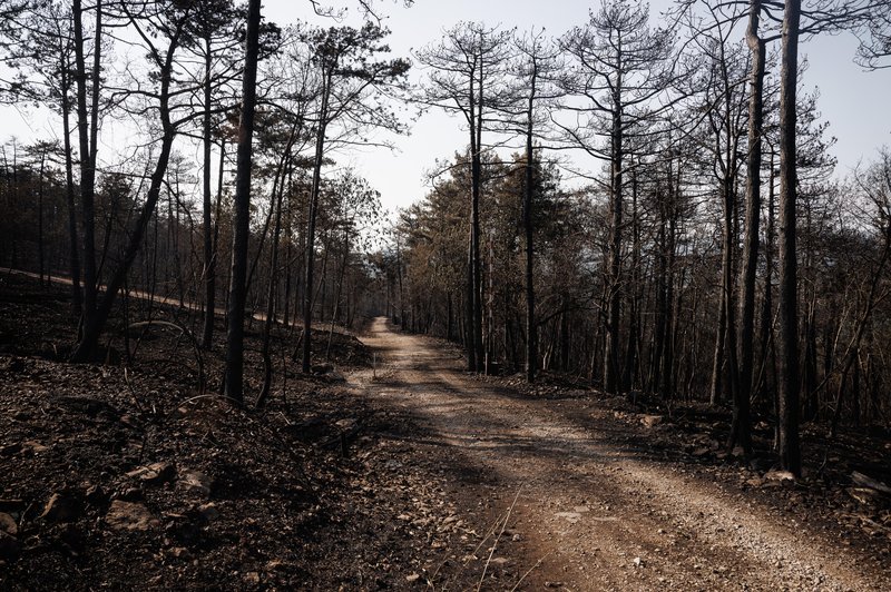 Raziskali smo: se bo Kras 'pobiral' dlje časa, kot so se gozdovi, uničeni v žledu? (foto: Bobo)