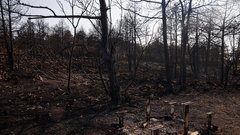 Ob obsežnih požarih v Los Angelesu se spominjamo ene največjih naravnih katastrof pri nas: grozljive podobe še zdaj burijo duhove (FOTO)