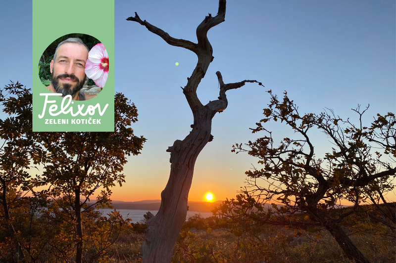 Kako skrbeti za vrt ob hudi suši? Pomagajte rastlinam, da se pripravijo na vroča in suha poletja, ki prihajajo (foto: Srečko Blas/fotomontaža)