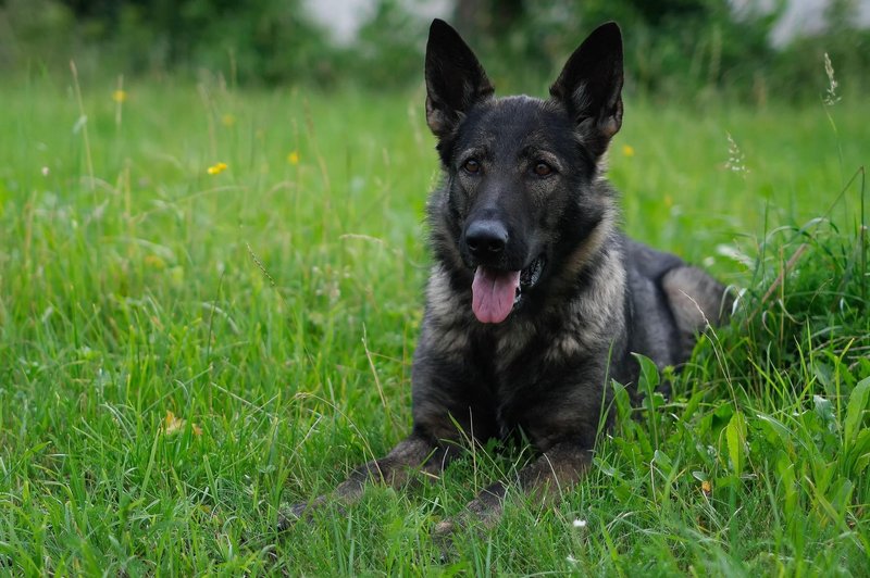 (VIDEO) Upokojil se je Max, ki je 8 let delal za slovensko policijo, na predvečer upokojitve pa storil še TOLE (foto: Profimedia)