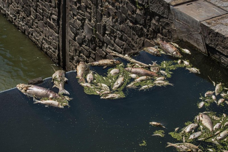 Pogin rib tudi v Homški Mlinščici, vode imajo dovolj: KAJ je razlog? (foto: Profimedia)