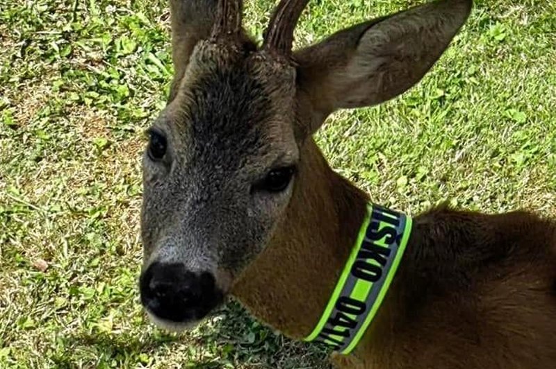 Srnjak Miško iz Štajerske se vsak dan vrača k moškemu, ki mu je rešil življenje (foto: Facebook Jan Knez)