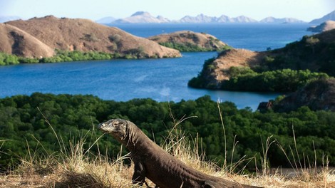 DRAŽJI ogled komodoškega zmaja: bo znamenitost dostopna le izbrancem?