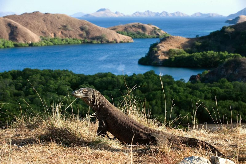 DRAŽJI ogled komodoškega zmaja: bo znamenitost dostopna le izbrancem? (foto: Profimedia)