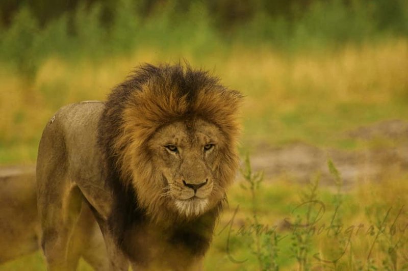 Prvič, drugič, tretjič ... Na dražbi ponujajo 12 levov! (foto: Facebook Safari Zoo Lahore)