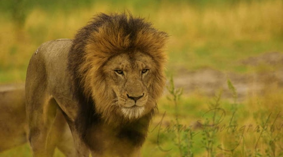 Prvič, drugič, tretjič ... Na dražbi ponujajo 12 levov! (foto: Facebook Safari Zoo Lahore)