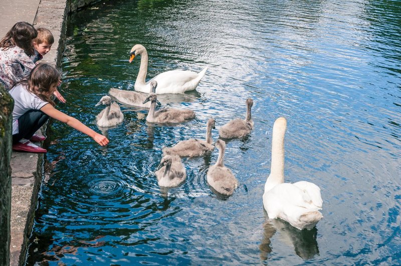 Labode hranite s kruhom? S tem ogrožate njihova življenja! (foto: Profimedia)