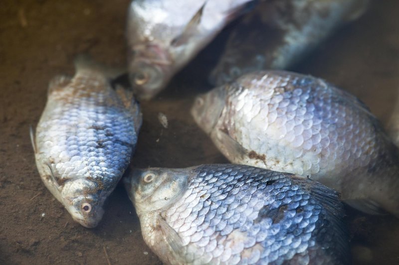 Pogini rib po vsej Evropi: okoljska katastrofa tudi na reki Odri (foto: Profimedia)