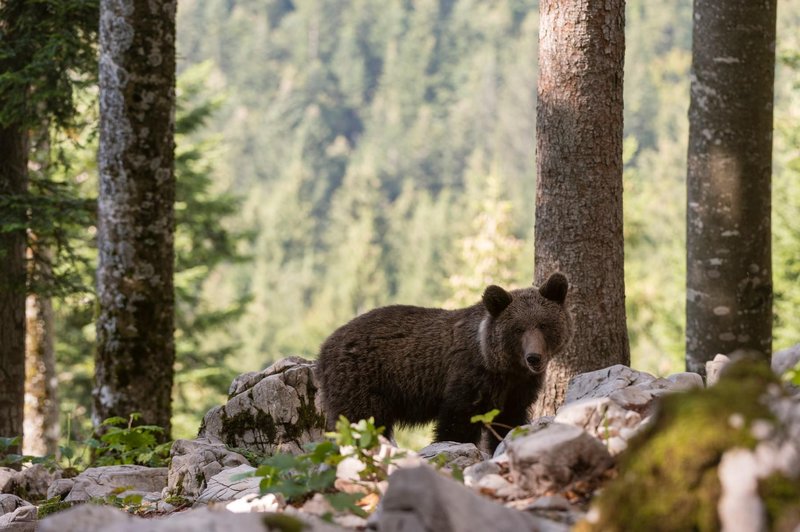 Znana je usoda 222 slovenskih medvedov (foto: Profimedia)