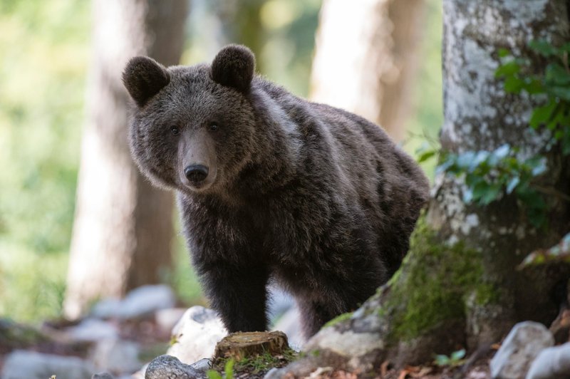 Rešili medveda, ki je pojedel preveč TE poslastice (foto: Profimedia)