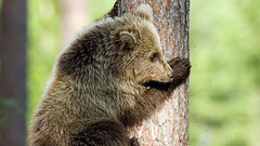 Rojeni v prvem tednu meseca, od 1. do 7. 

Vaša duhovna žival je medved. 

Ljudje z duhovno živaljo medveda imajo tendenco, da gredo skozi valove visokih in nizkih energij. Skozi leto ste tako aktivni kolikor je mogoče, zimske mesece pa raje preživite v hibernaciji. 

Sporočila povezana z vodičem duhovne živali medveda vključujejo:

Razvijte svojo osebno moč in zaupanje.
Naučite se, kako stopiti v akcijo in prevzeti vodstvo.
Izkoristite svoje zdraviteljske sposobnosti, da pomagate sebi in drugim.
Prizemljite se v stresnih situacijah.
Naučite se biti sami in si vzeti dovolj časa zase.
Ugotovite, katere lekcije nenehno ponavljate v življenju. Te vam bodo pomagale, da okrepite veščine, ki jih morate razviti v tem življenju. 

Kliknite NAPREJ.