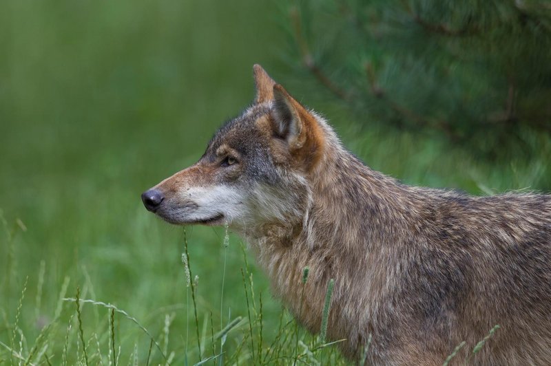 Išče se pobeglega volka, ki se je izmuznil skozi ograjo živalskega vrta (foto: Profimedia)