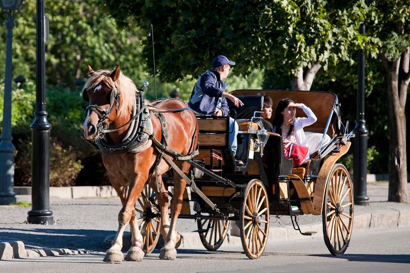 Se po nedavnem incidentu na Majorki konjem, ki vlečejo kočije s turisti obetajo lepši časi? (foto: Profimedia)