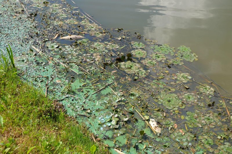 Kaj se dogaja v Ledavskem jezeru? Odsvetovano kopanje in prepovedan ribolov (foto: Facebook/Javni zavod Krajinski park Goričko)