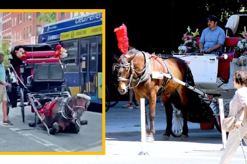 Tudi to je slavni New York: sredi ulice tepel povsem obnemoglega konja, ki je vlekel kočijo (foto: Profimedia in Youtube/fotomontaža/posnetek zaslona)