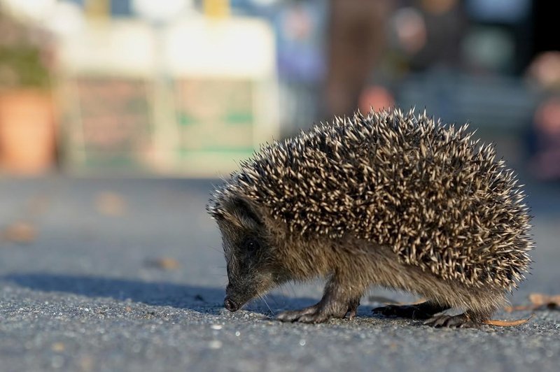 Poglejte, kako je vrana spodbujala ježka, naj vendarle gre s ceste (in mu rešila življenje) (foto: profimedia)