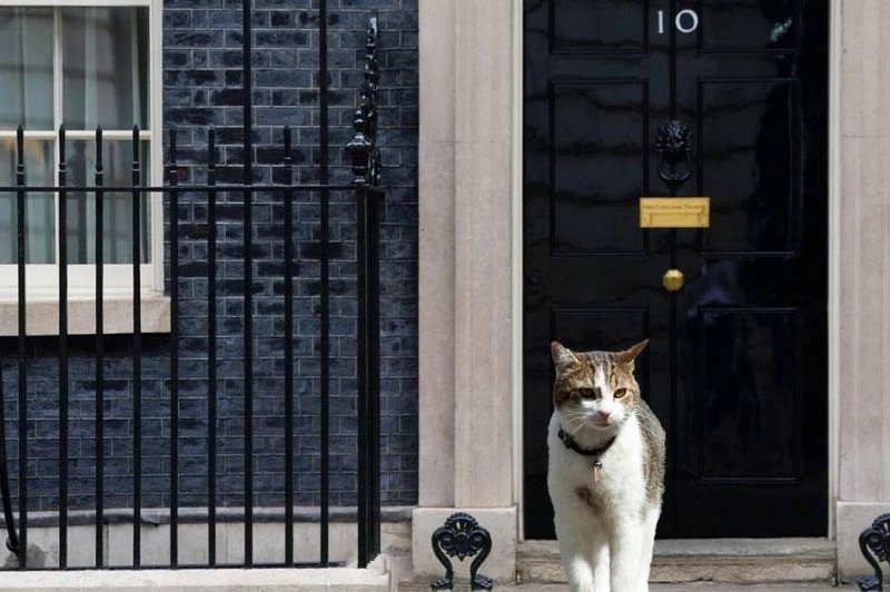 Johnson je odšel, a maček Larry že 11 let ostaja na Downing Street 10. Komu pripada? (foto: Profimedia/fotomontaža)