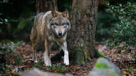 Nov krvoločen napad na Gorenjskem: volkovi napadli in ubili koze