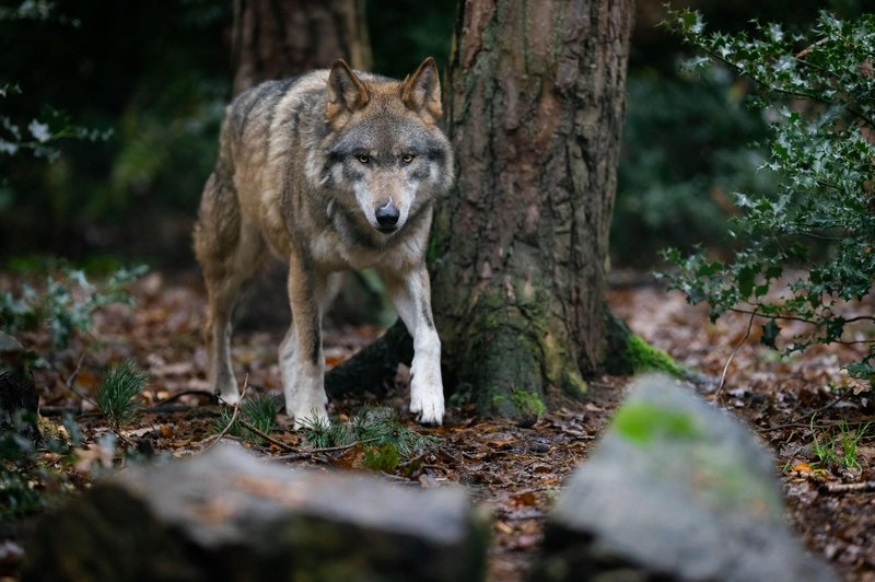 Nov krvoločen napad na Gorenjskem: volkovi napadli in ubili koze (foto: Profimedia)