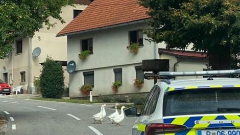 FOTO: "Gagice" čez cesto kar mimo policije: njihov zapis vas bo od srca nasmejal