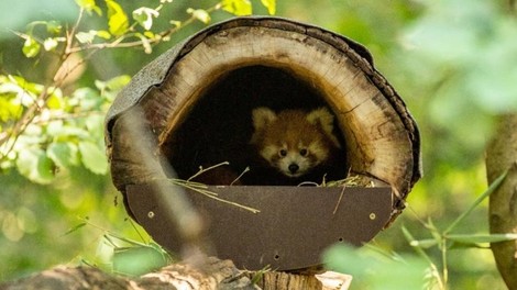 Pomahali v slovo prvemu mačjemu pandi, ki je bil skoten v ZOO Ljubljana (poglejte, kam je odšel)