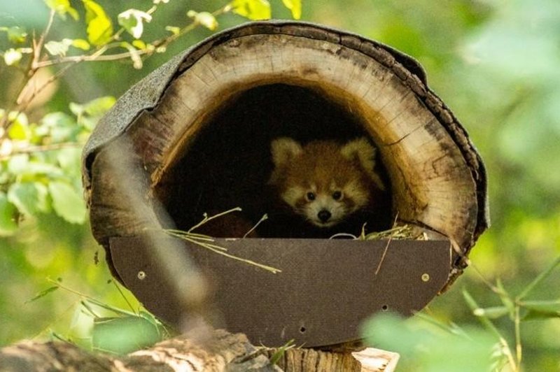 VIDEO: V ZOO Ljubljana pozdravili Bambuja, prvega mladiča svoje vrste v zgodovini živalskega vrta (foto: ZOO Ljubljana)