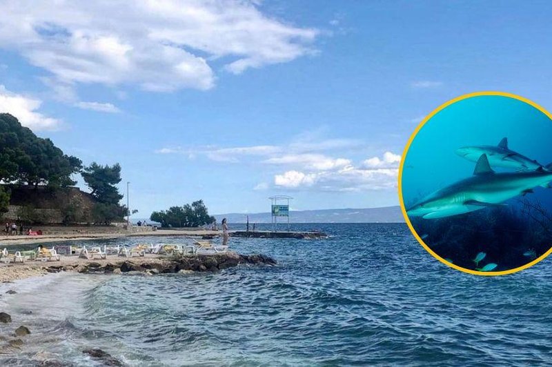 Blizu priljubljene hrvaške plaže se zbira okrog 200 morskih psov: strokovnjak pojasnil, kaj se dogaja (foto: Profimedia/fotomontaža)