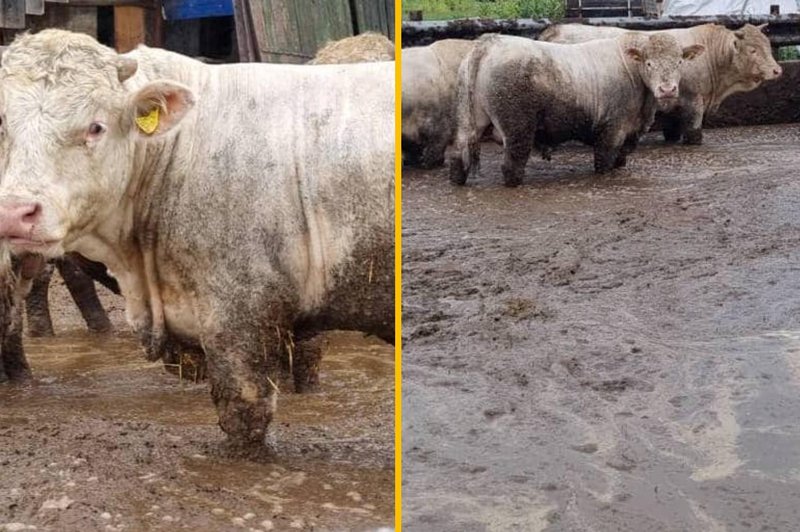 (FOTO) Pretresljivi prizori iz Slovenije: krave do kolen v lastnih iztrebkih (foto: Facebook/Društvo za zaščito konj/fotomontaža)