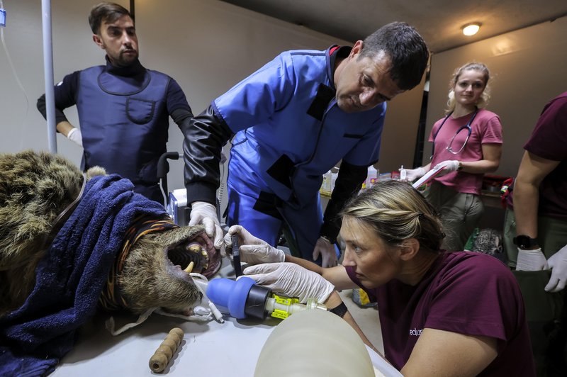 Ogorčenje v živalskem azilu: "Medvede do konca izstradajo, tokrat smo rešili celo leva" (foto: Bobo)