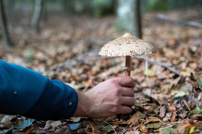 Kako dolgo boste še lahko nabirali gobe? Vemo, do kdaj bodo rasle (foto: Profimedia)