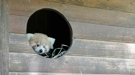 V ZOO Ljubljana  so nam zaupali: ʺKo se je skotil v brlogu na drevesu, je bil popolnoma nebogljenʺ