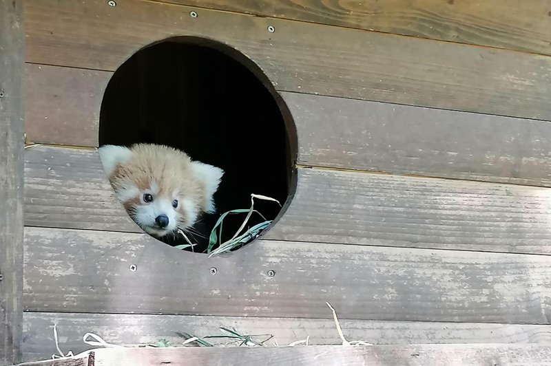 V ZOO Ljubljana  so nam zaupali: ʺKo se je skotil v brlogu na drevesu, je bil popolnoma nebogljenʺ (foto: Jana Štiftar/arhiv ZOO Ljubljana)