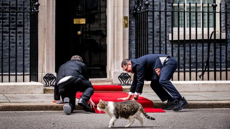 Napetost najvišje stopnje na Downing Streetu: bližnje srečanje Larryja z lisico